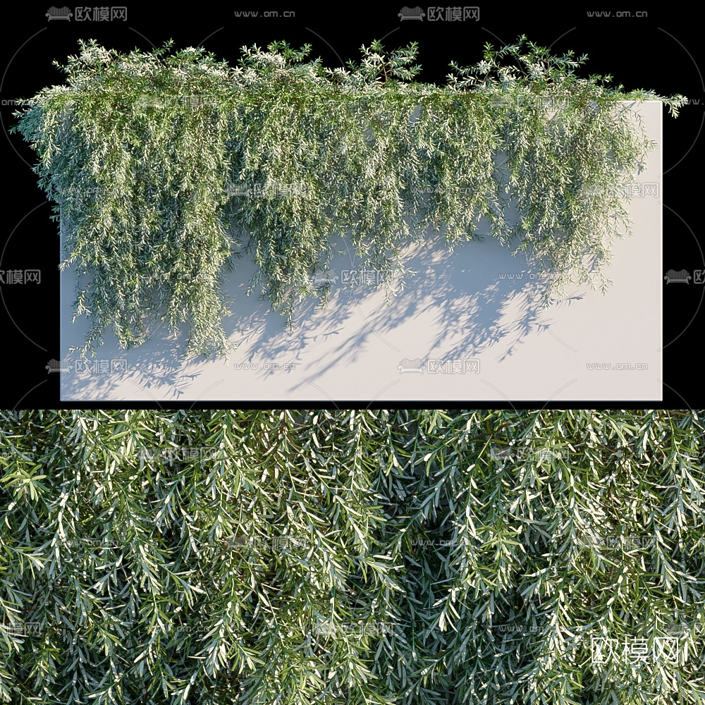 现代藤蔓植物迷迭香3d模型下载