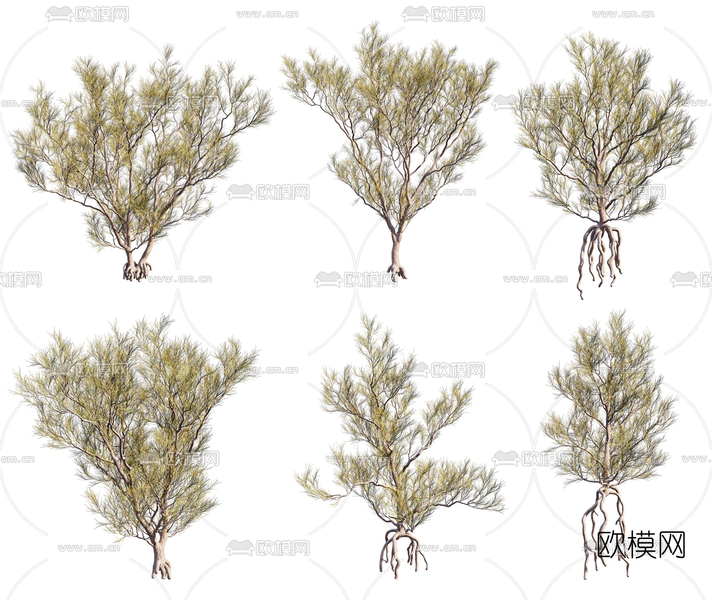现代梭梭树景观树3d模型