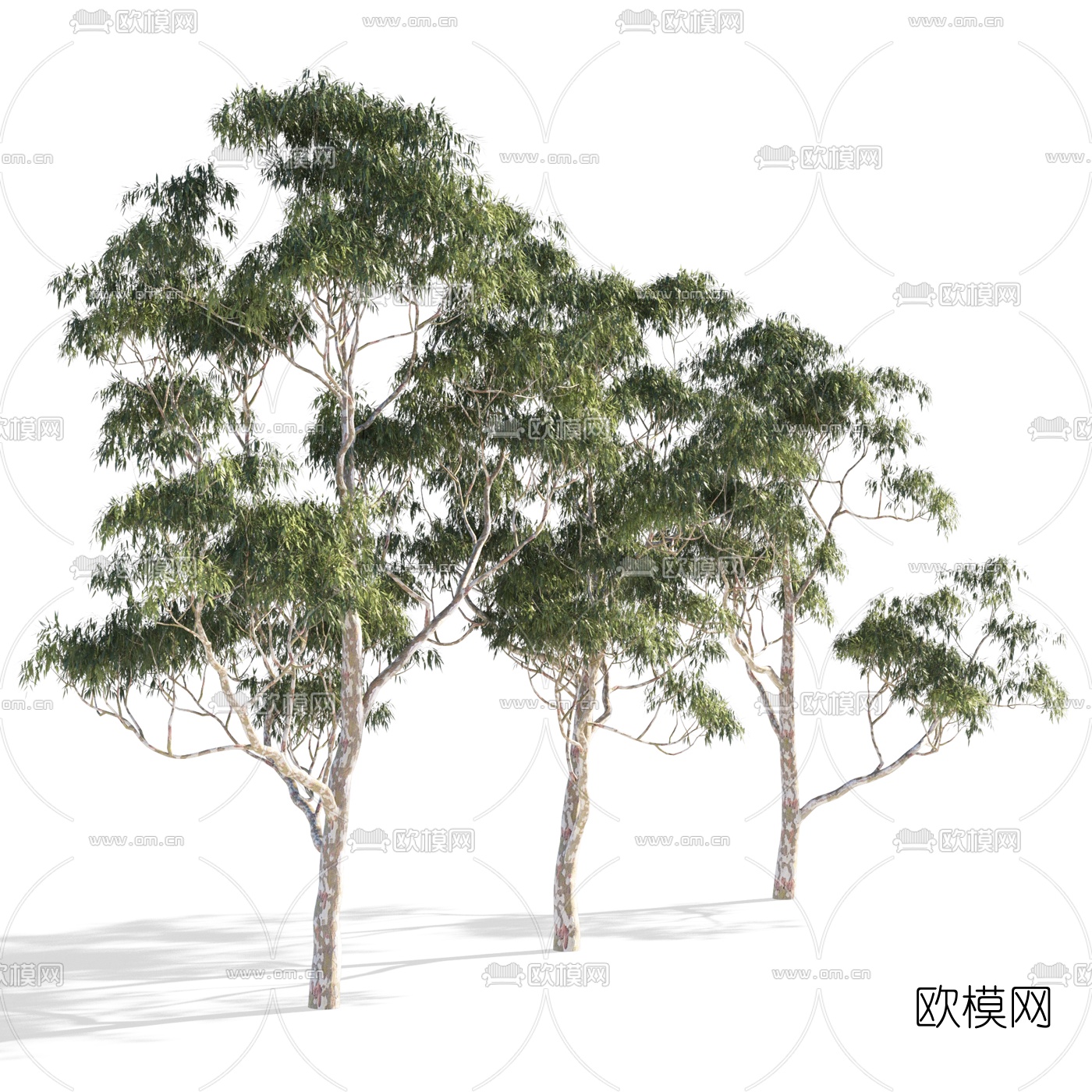 现代景观树3d模型