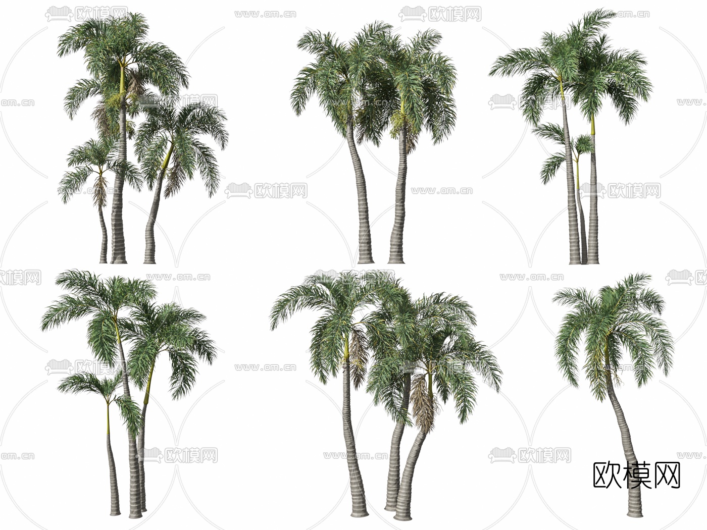 现代椰树景观树3d模型