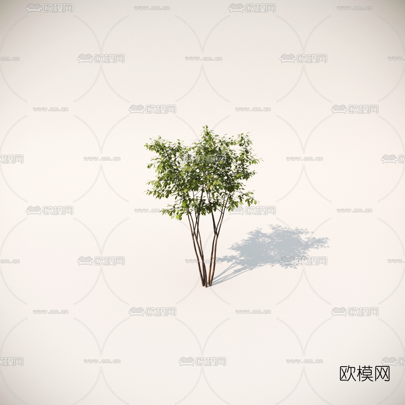 现代绿植灌木3d模型下载（渲染图2）