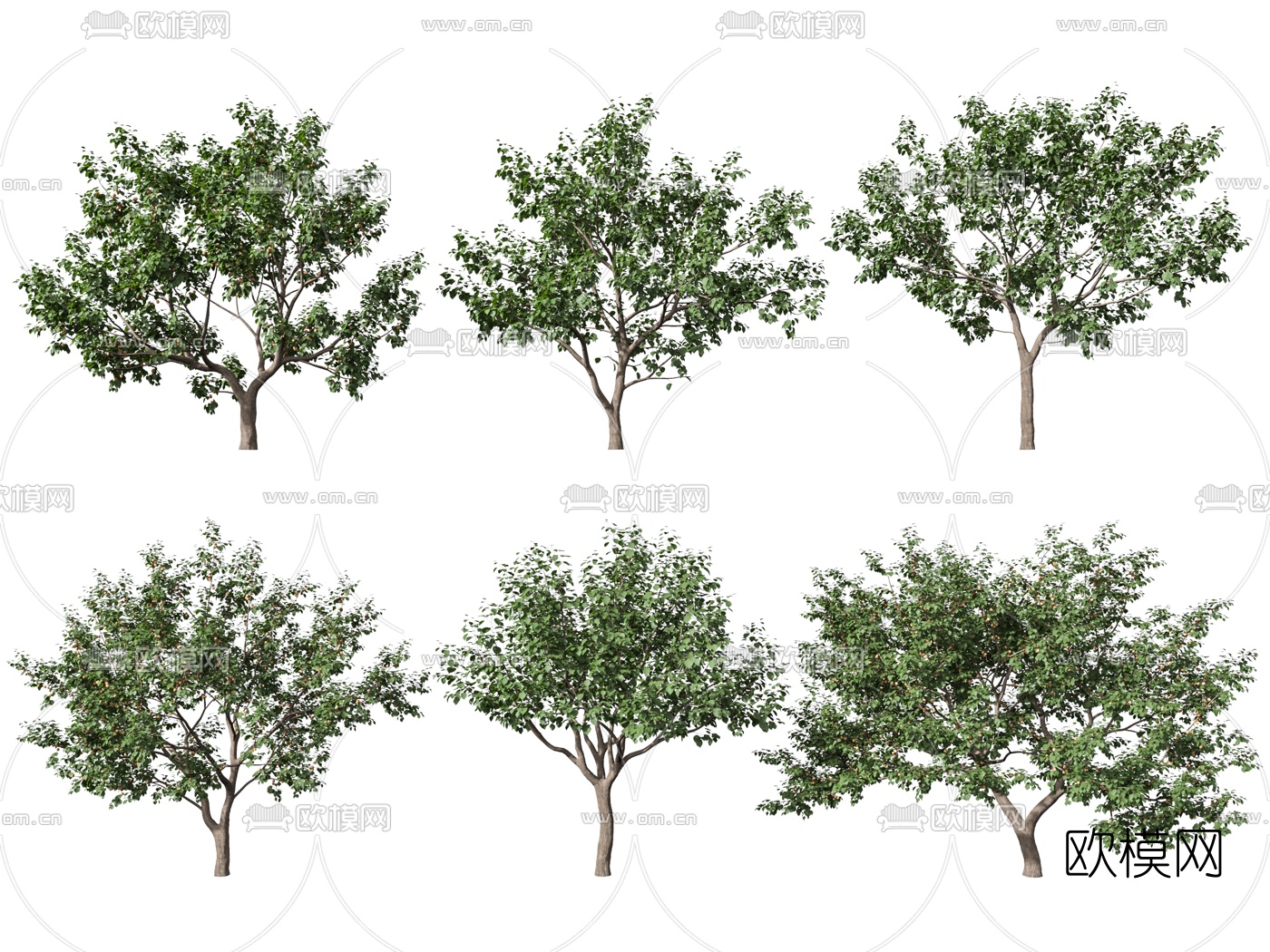 现代杏树景观树3d模型