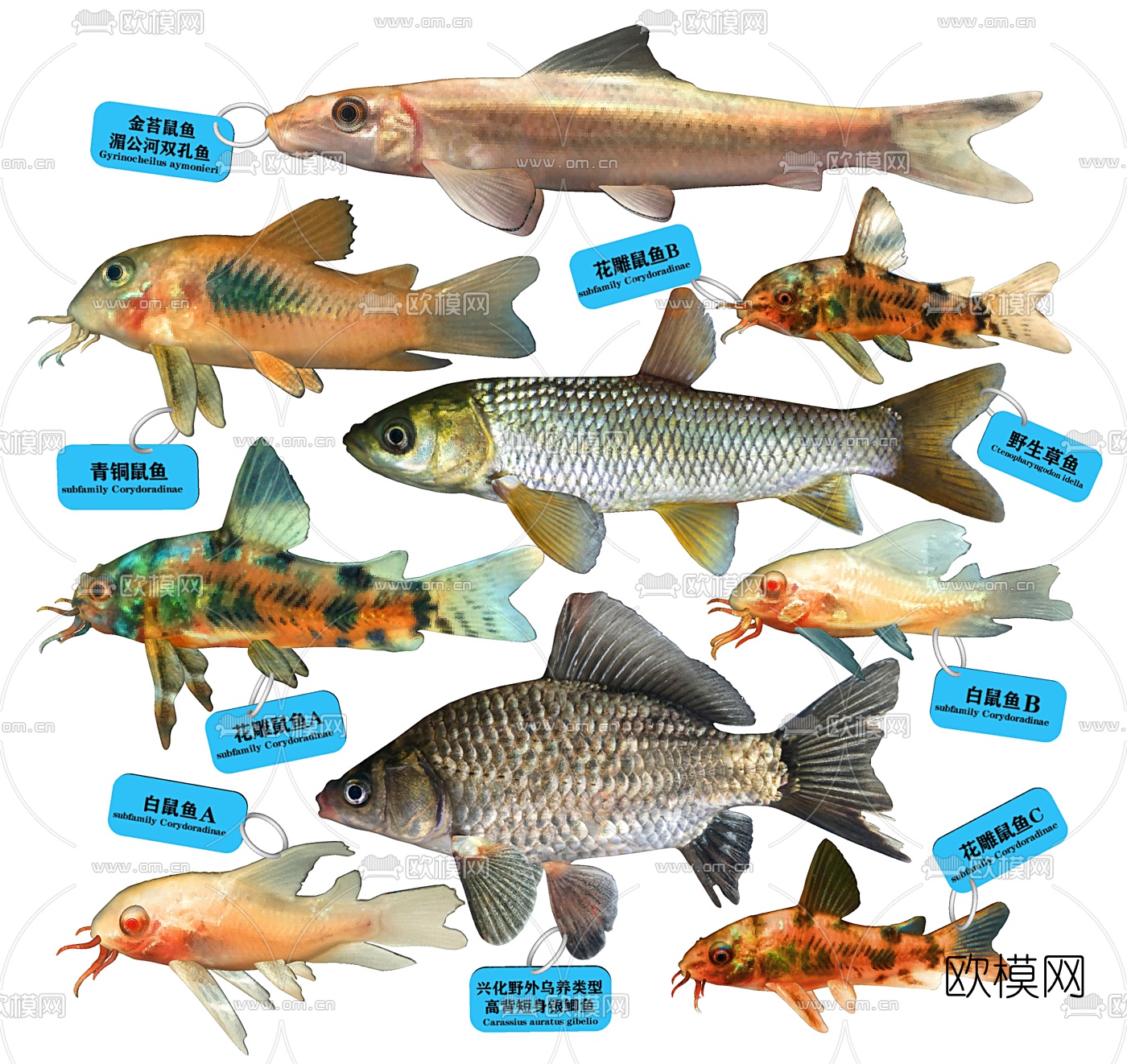 现代甲鲶鱼鼠鱼su模型下载