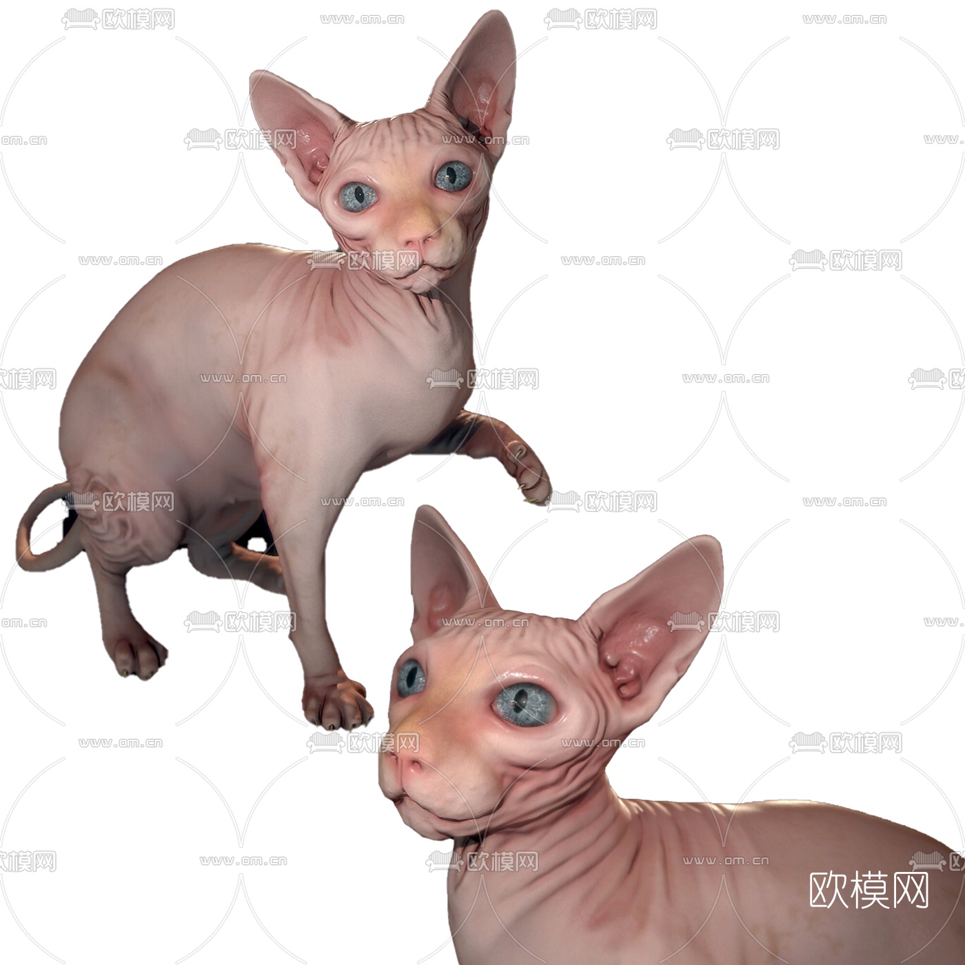 现代加拿大无毛猫3d模型下载（渲染图1）