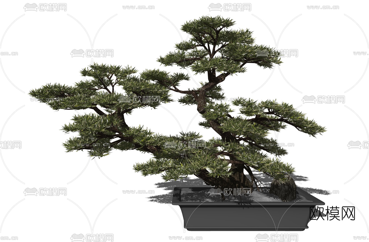 新中式罗汉松盆栽su模型下载