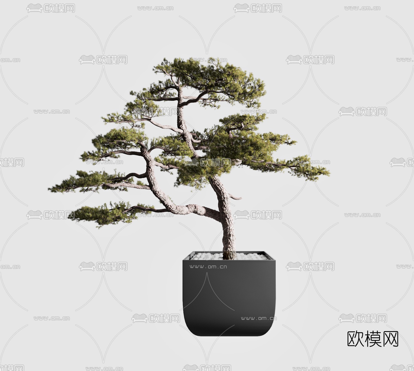 现代松树盆栽3d模型