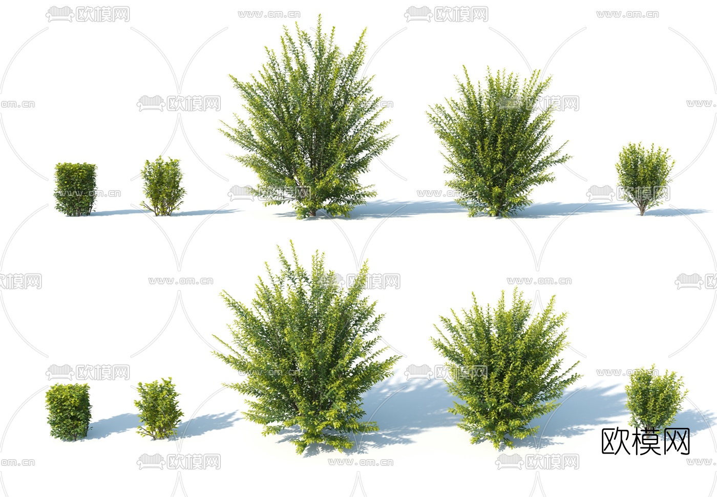 现代灌木3d模型