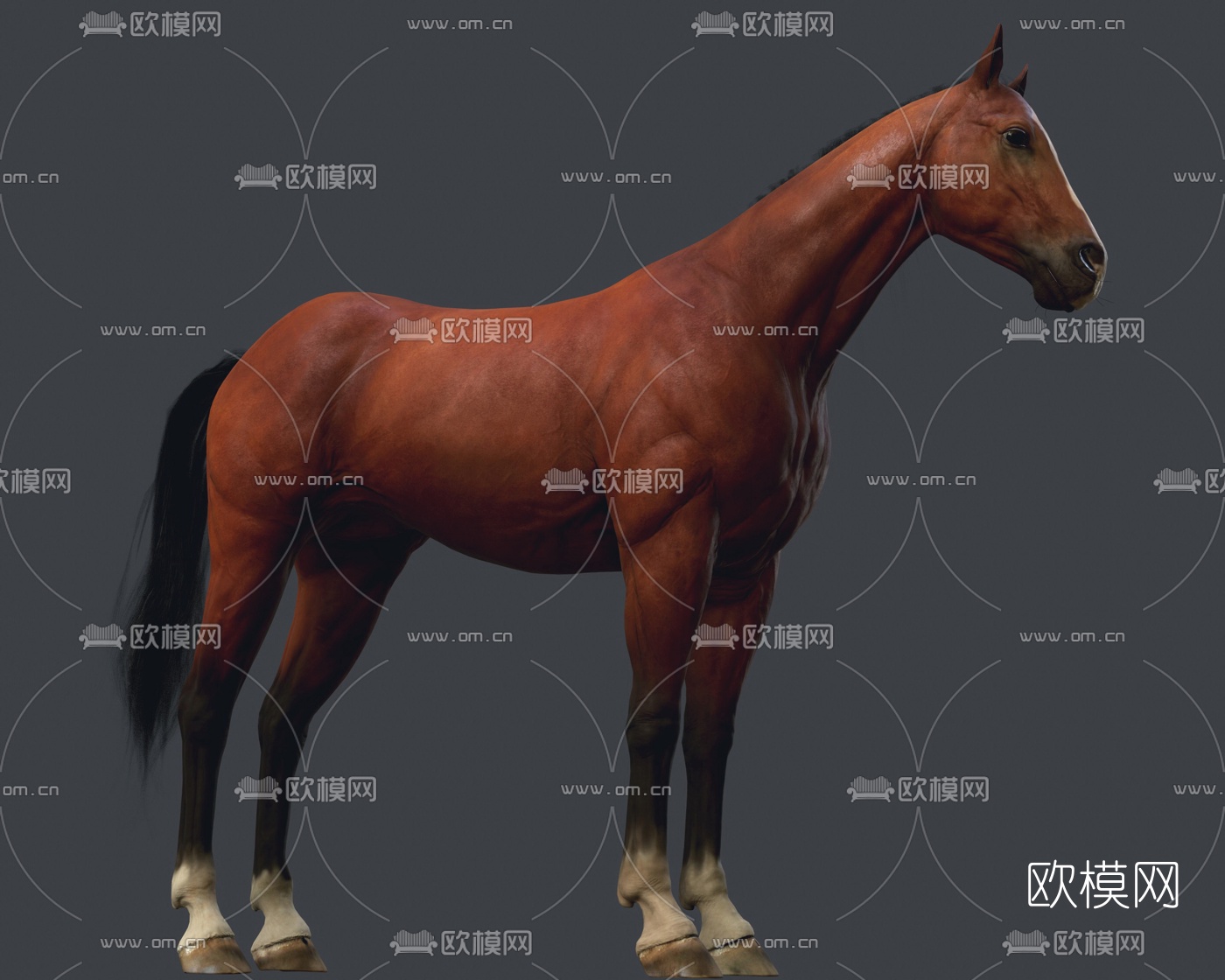 现代动物马3d模型下载（渲染图2）