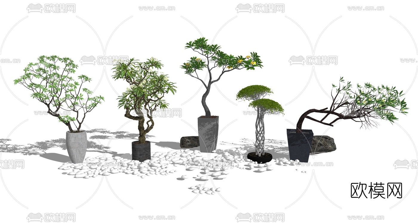 中式松树盆栽组合su模型下载