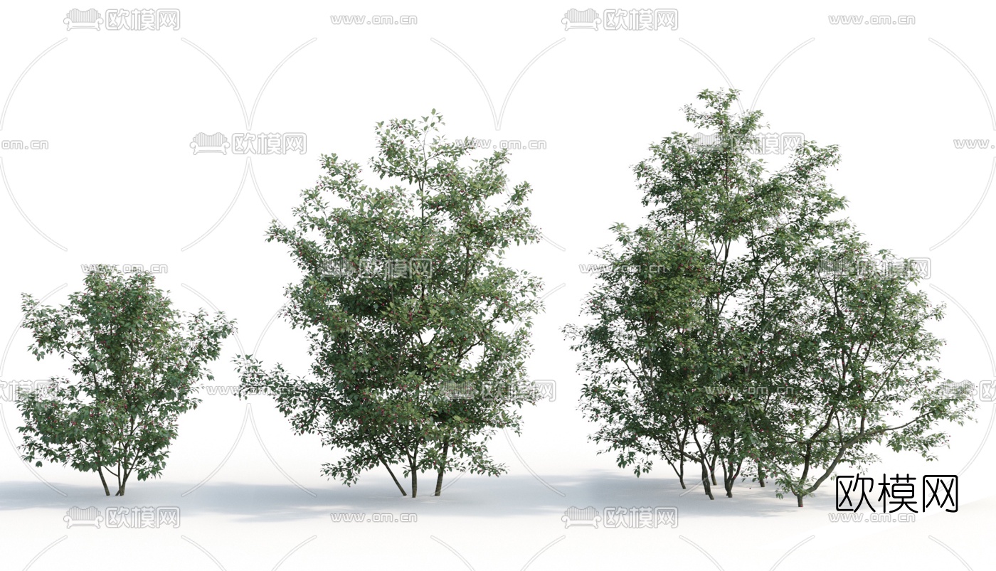 现代灌木植物3d模型下载