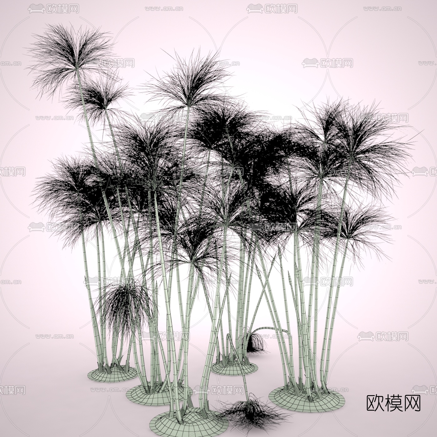 现代纸莎草水生植物3d模型下载（渲染图3）