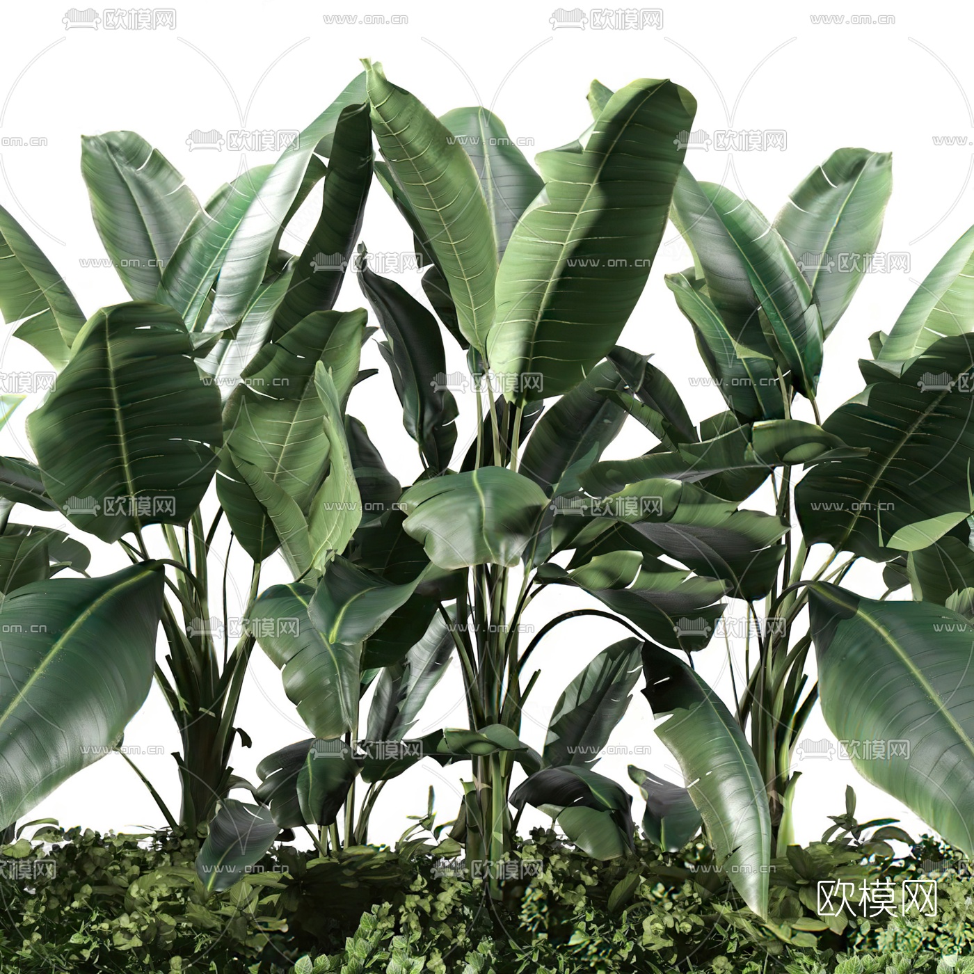现代芭蕉绿植灌木3d模型下载