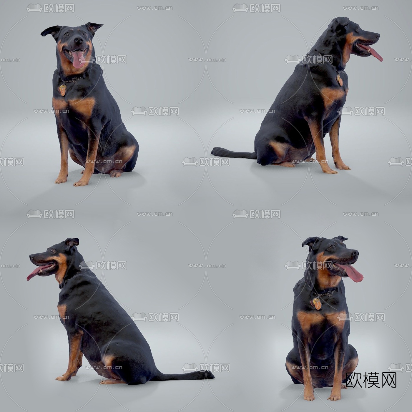 现代狼狗动物3d模型下载