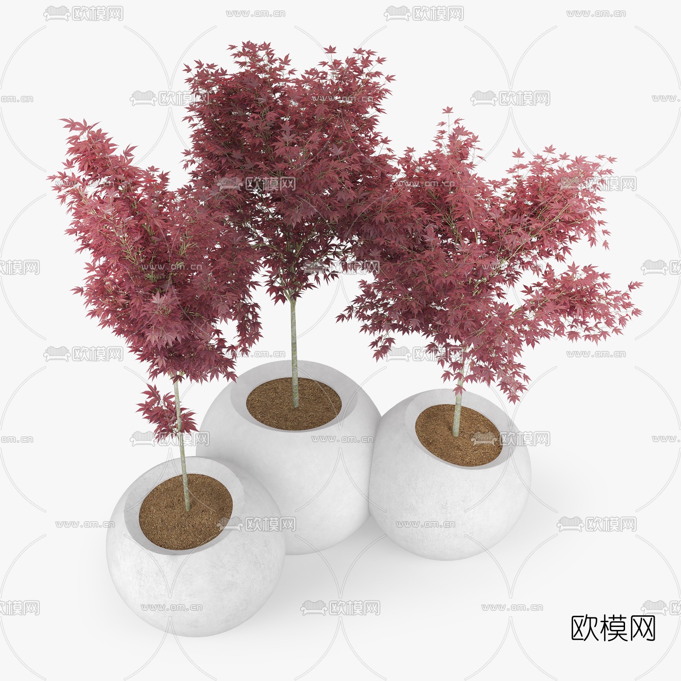现代枫树盆栽植物3d模型