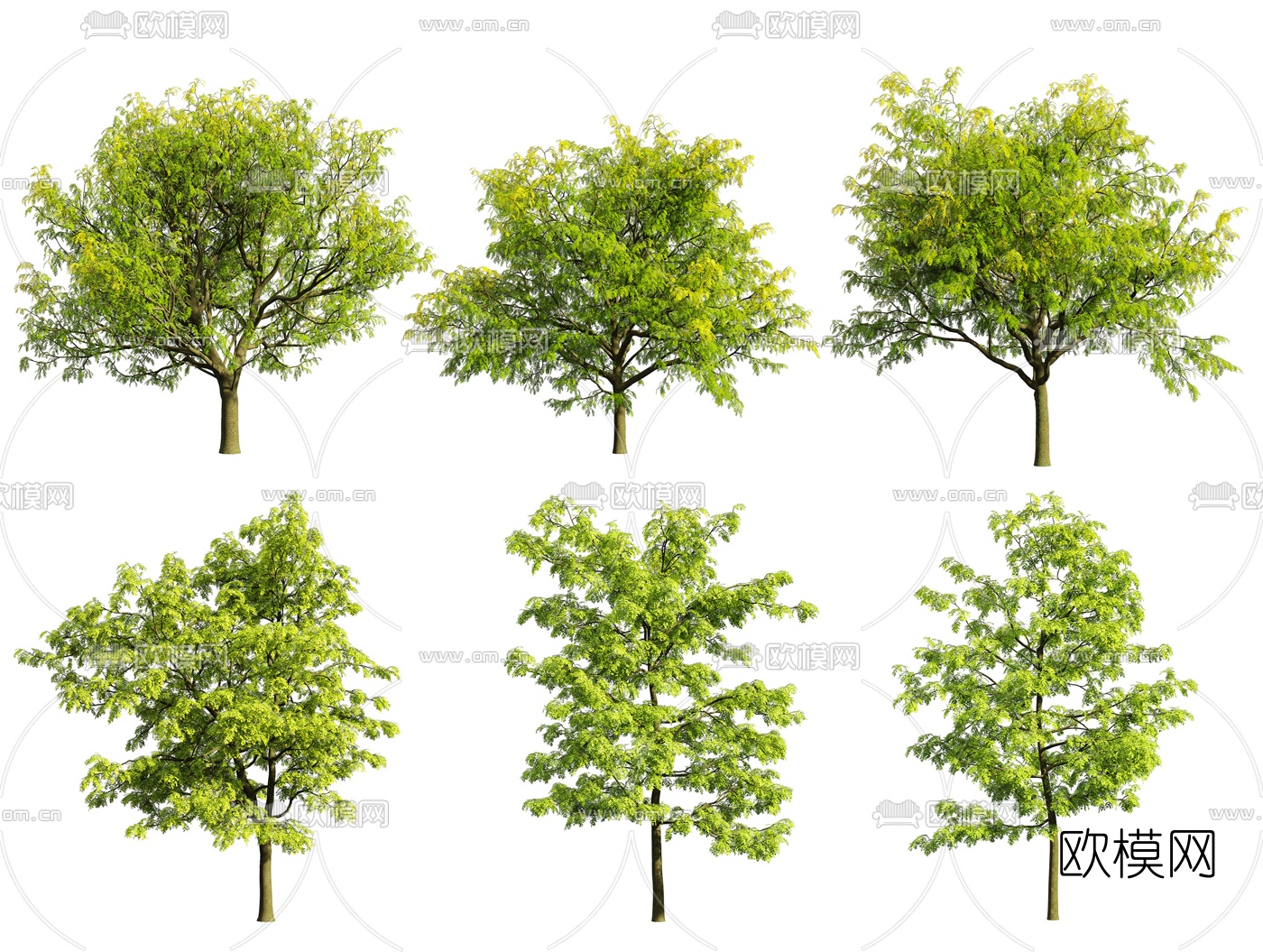 现代皂荚树景观树3d模型