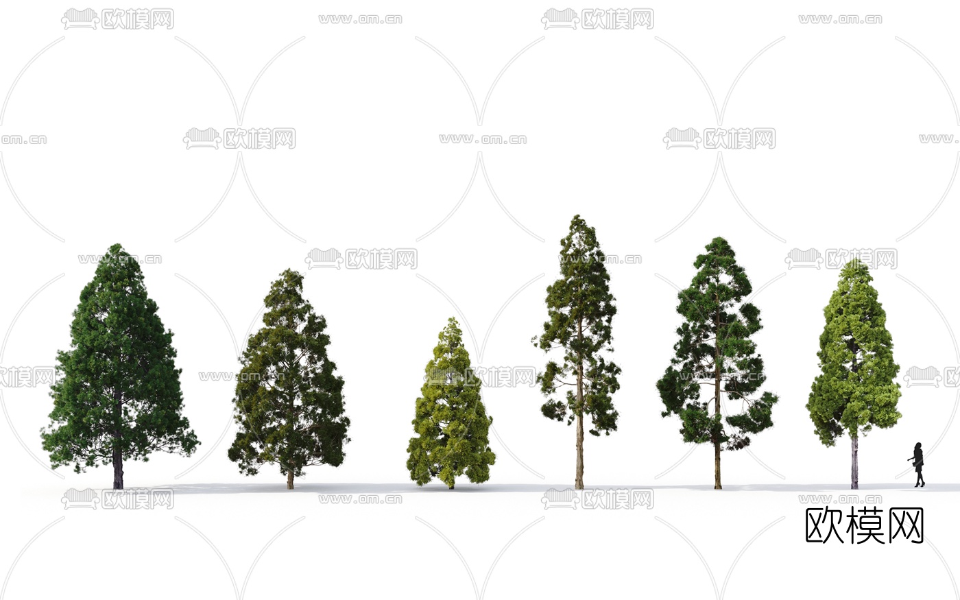 现代树木柳杉3d模型下载