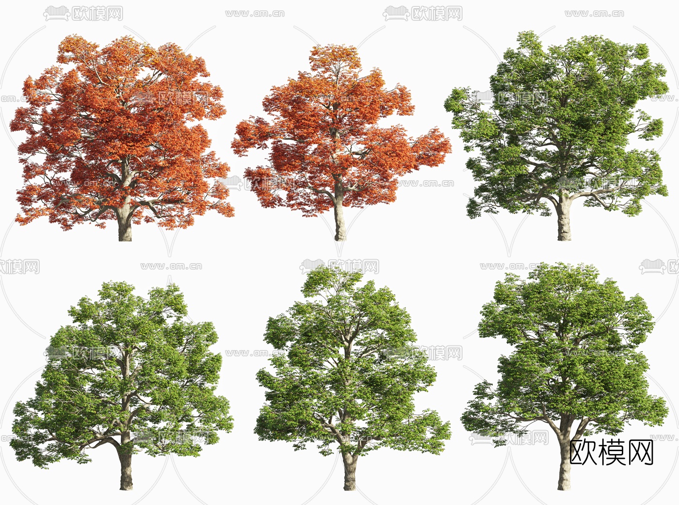 现代白橡树景观树3d模型下载_ID10125393_3dmax免费模型-欧模网