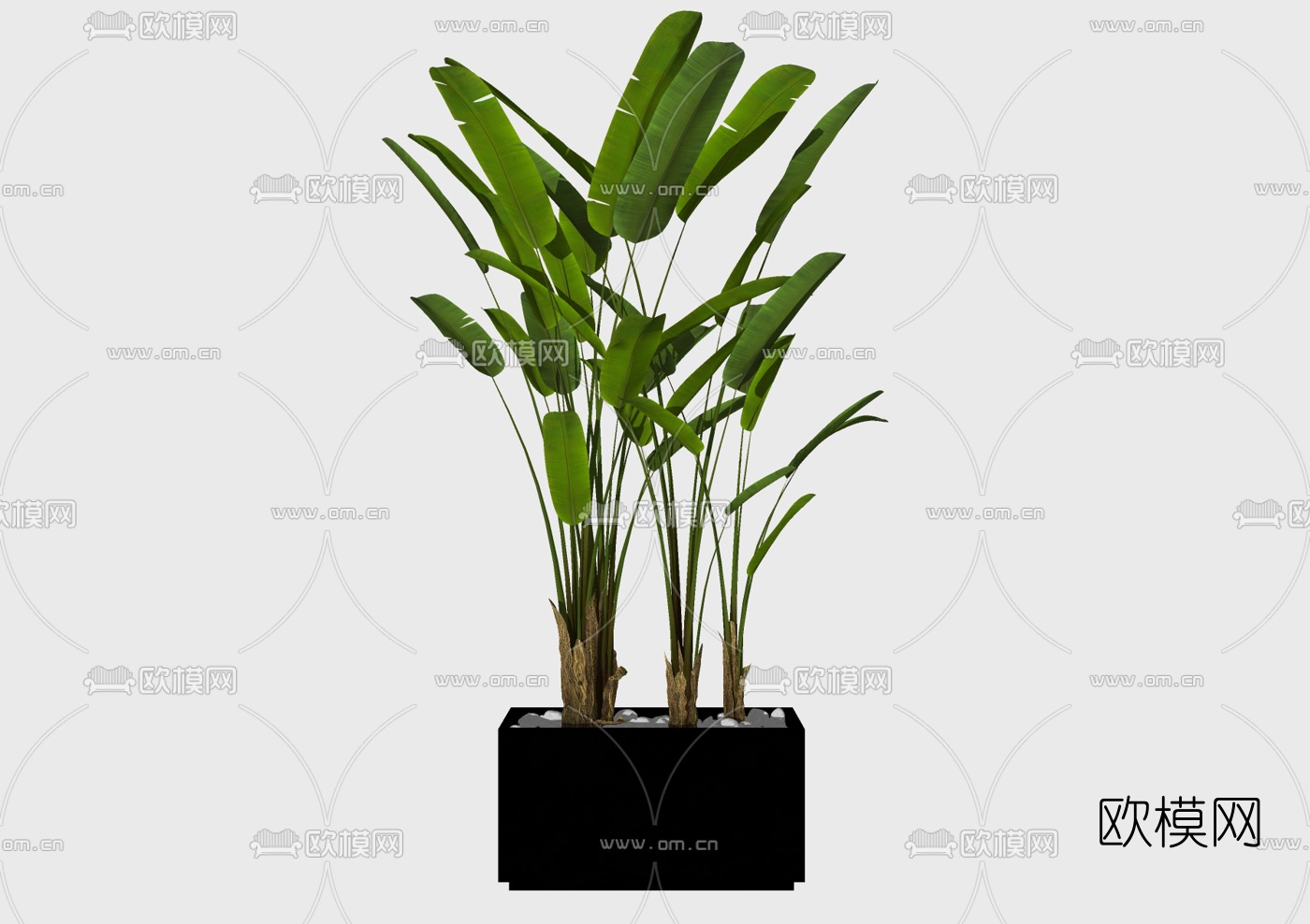 现代芭蕉盆栽免费su模型下载