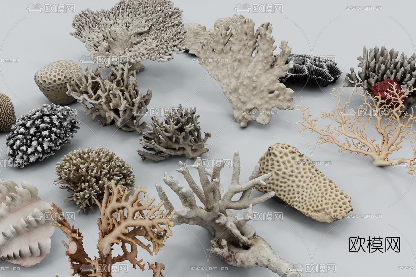 现代海底珊瑚海螺3d模型下载（渲染图3）
