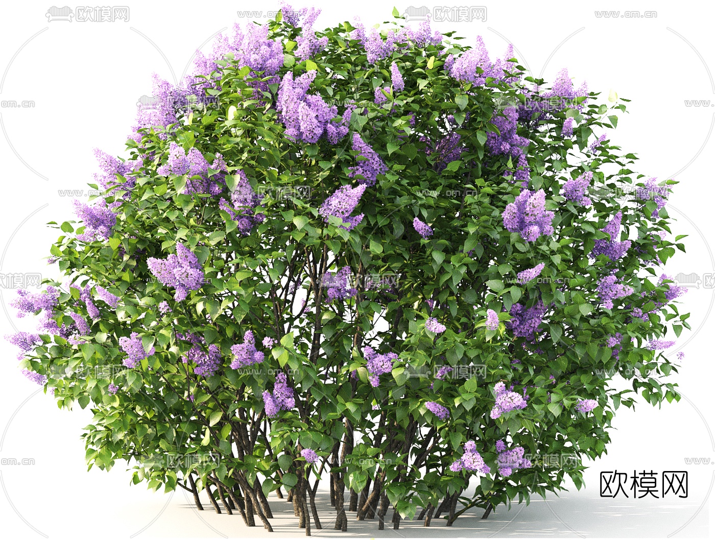 现代丁香花灌木丛3d模型下载
