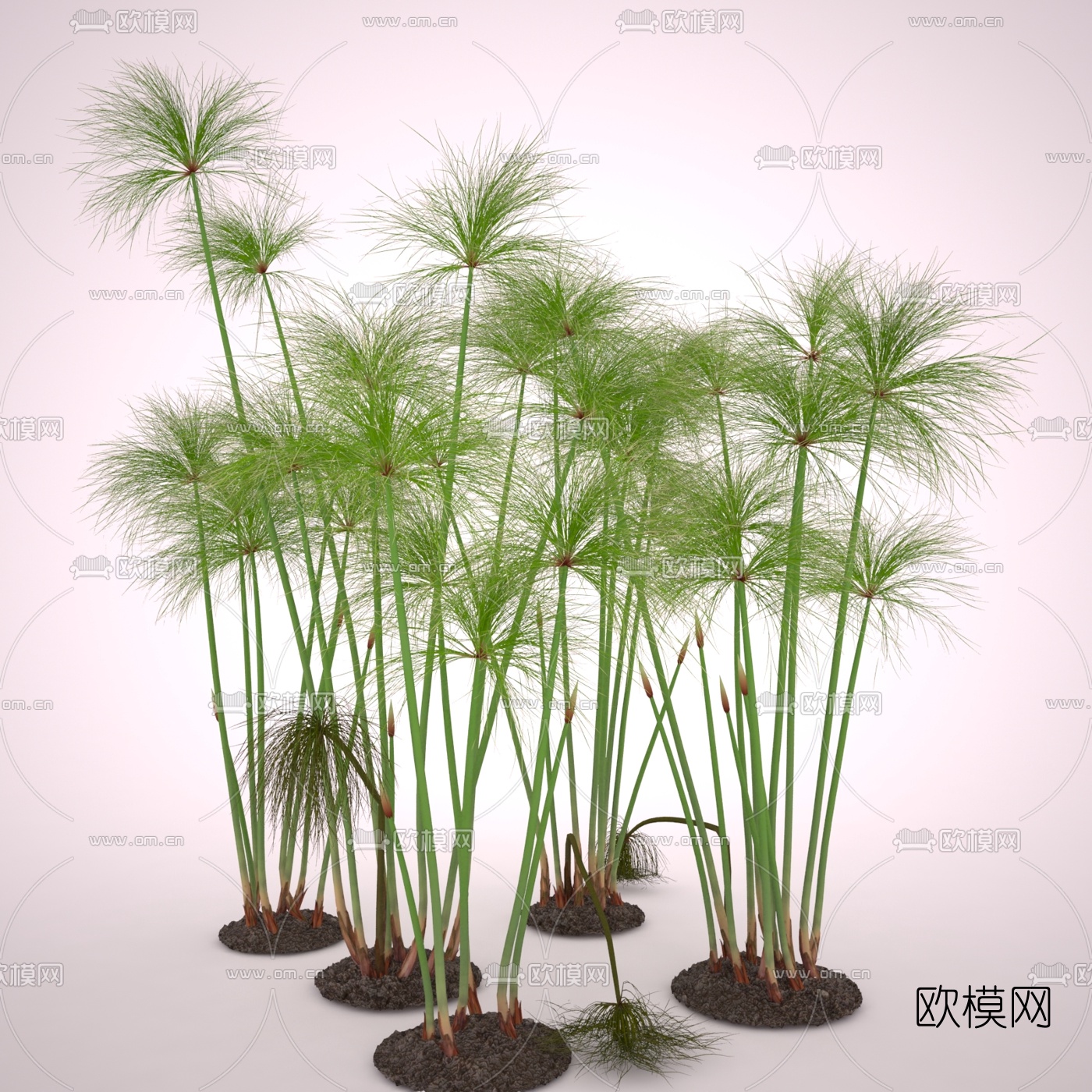 现代纸莎草水生植物3d模型下载（渲染图2）