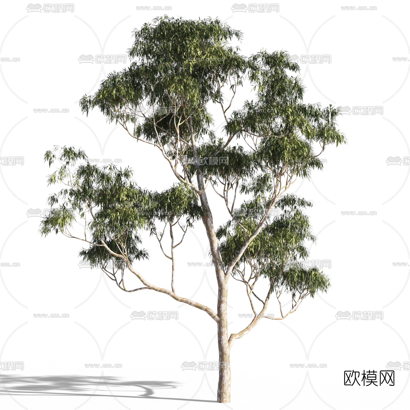 现代景观树3d模型
