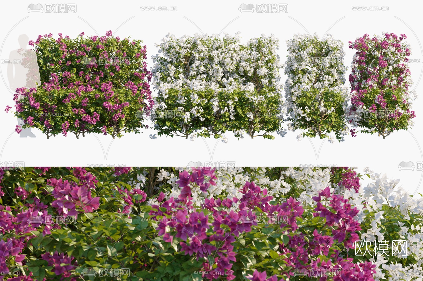 现代花草灌木丛3d模型下载（渲染图1）