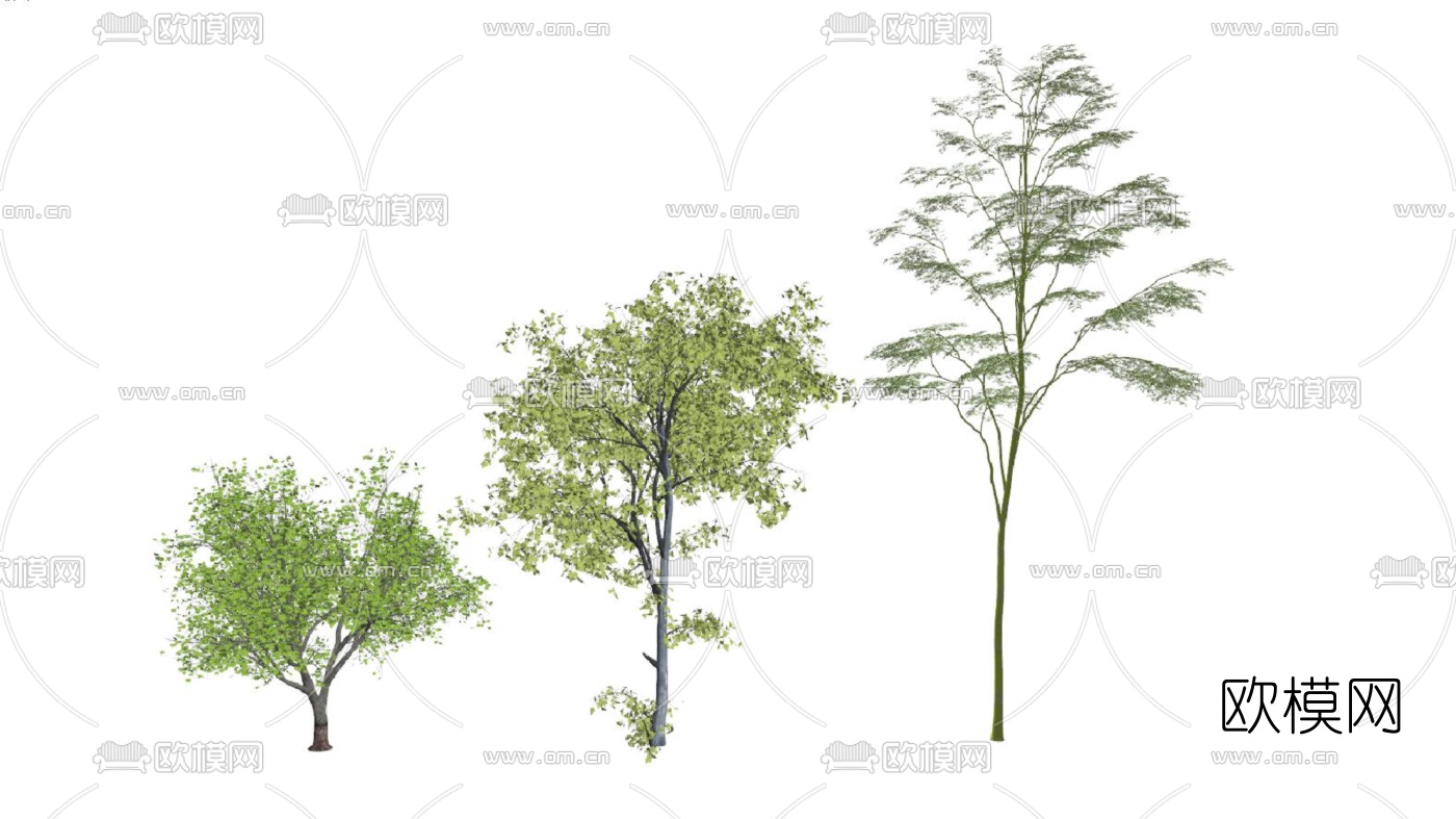 现代行道树景观树su模型下载