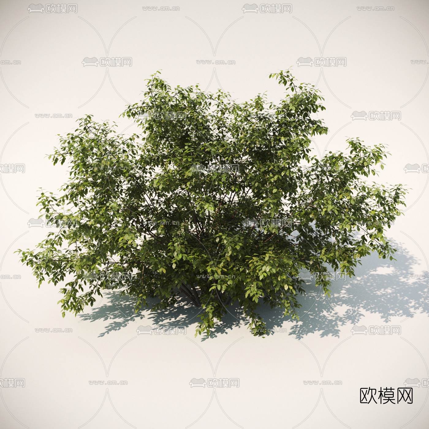 现代绿植灌木3d模型下载（渲染图5）