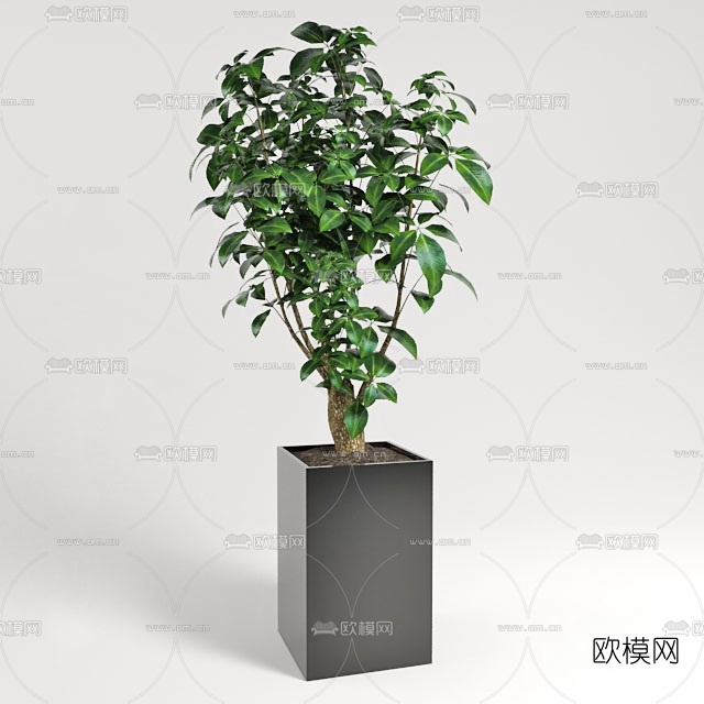 现代绿植盆栽3D模型