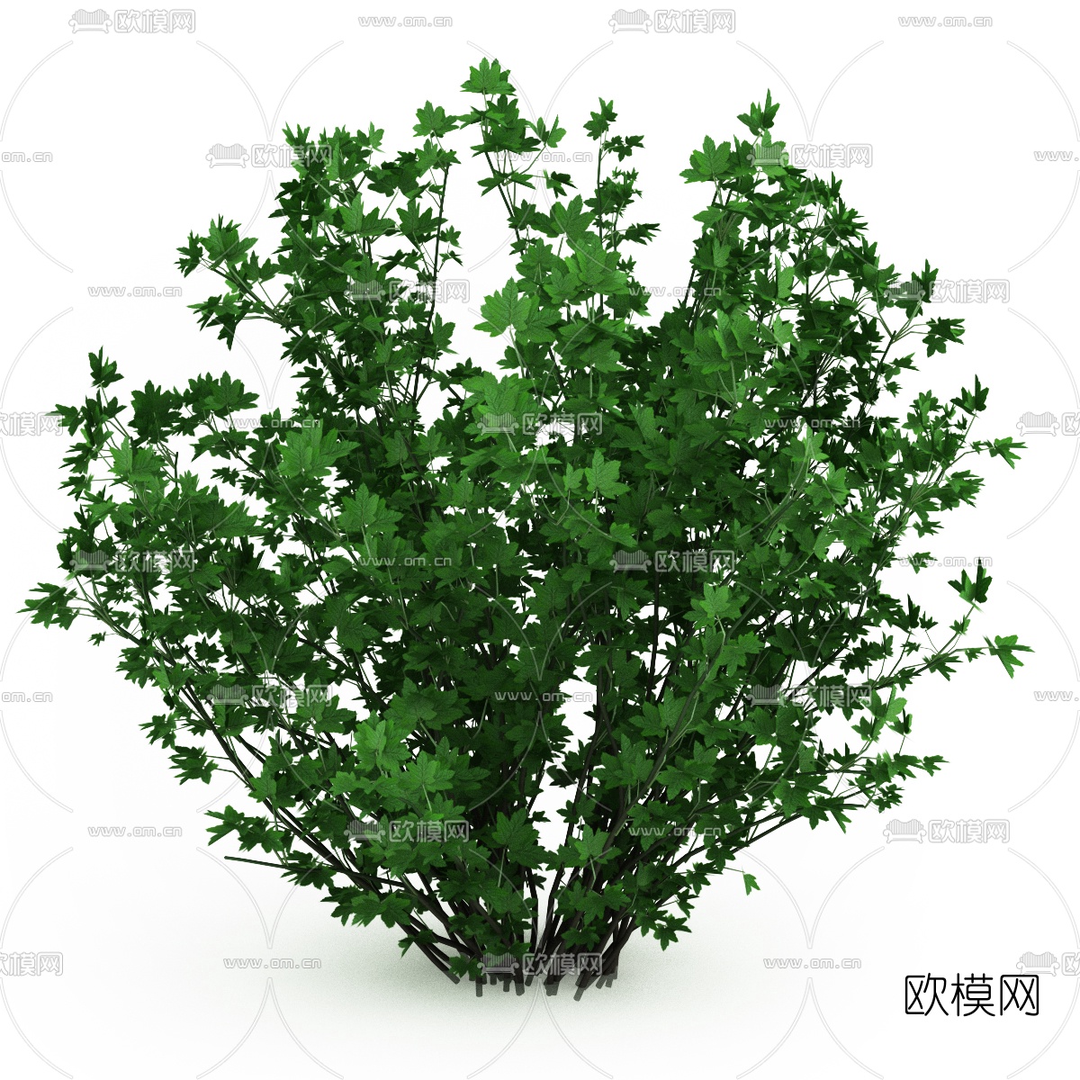 现代灌木3d模型