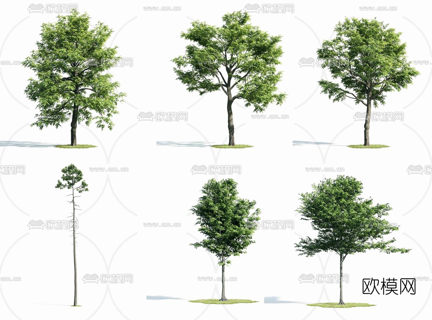 现代行道树景观树su模型下载（渲染图1）
