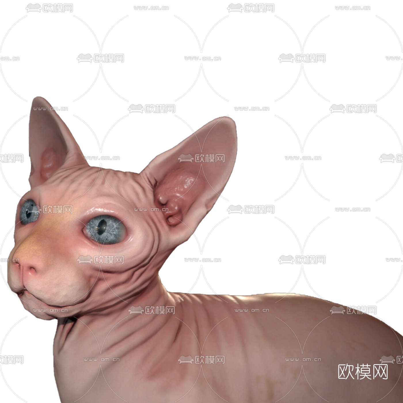 现代加拿大无毛猫3d模型下载（渲染图2）