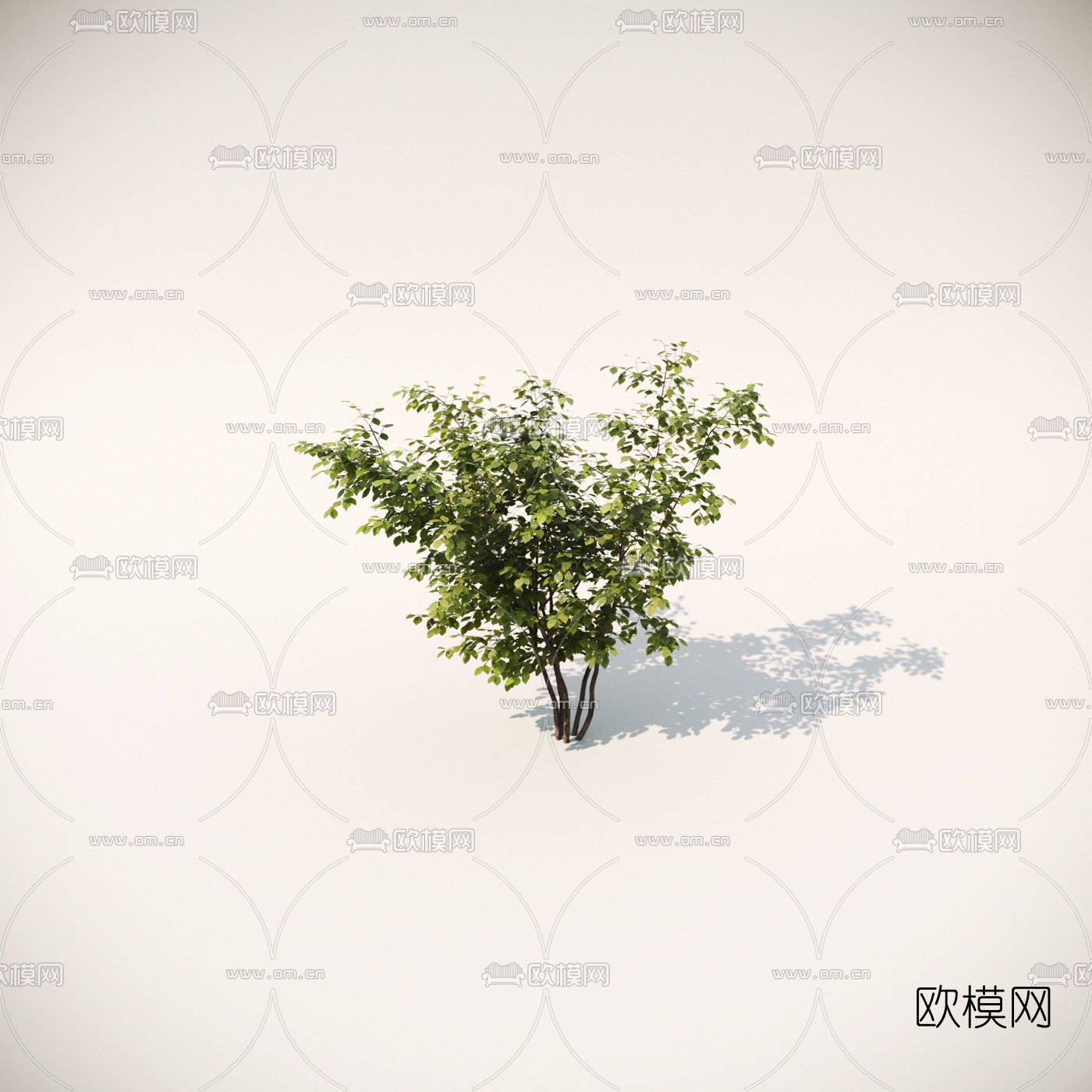 现代绿植灌木3d模型下载（渲染图3）