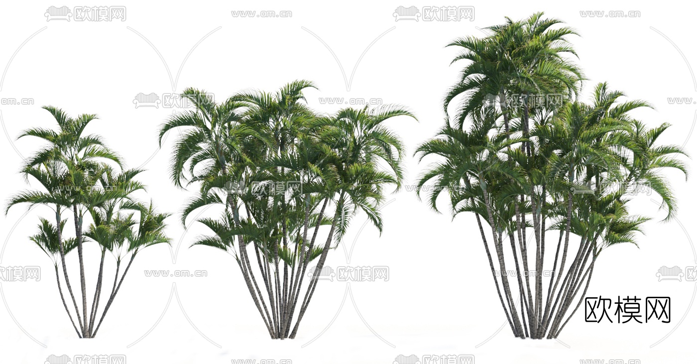 现代植物散尾葵3d模型