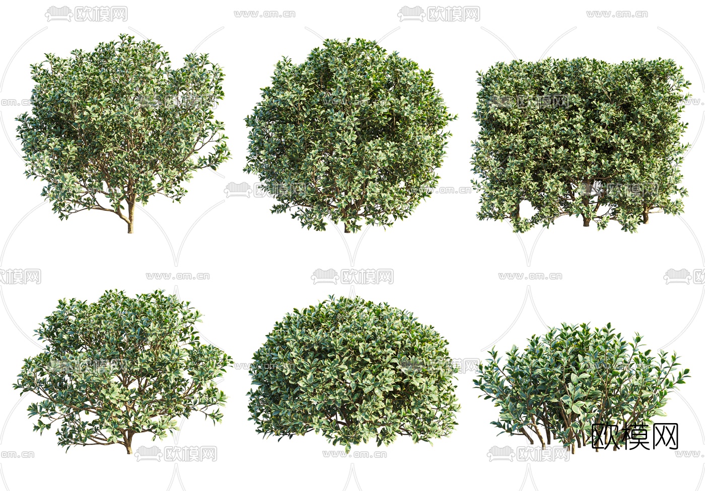 现代日本冬青灌木3d模型下载