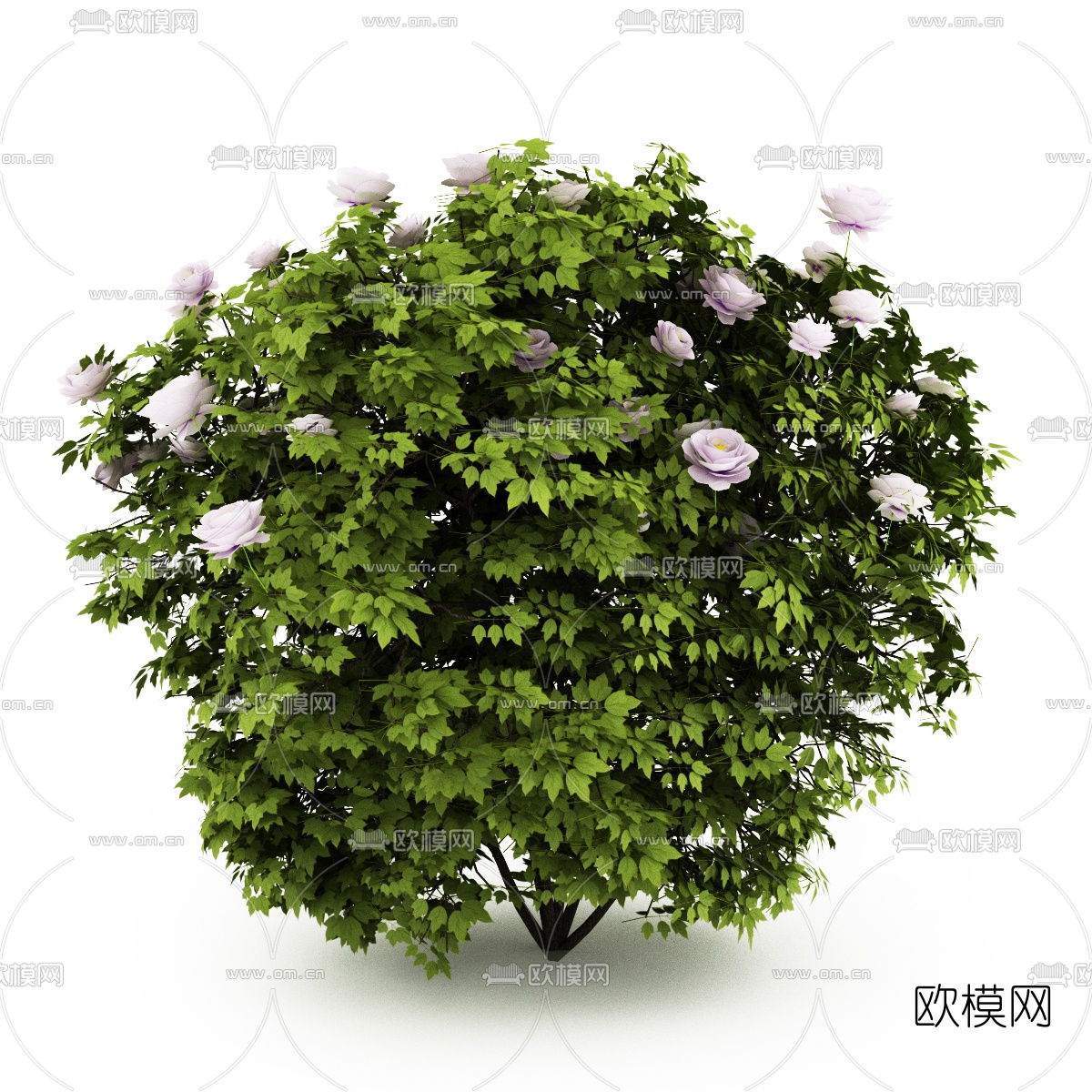 现代灌木3d模型