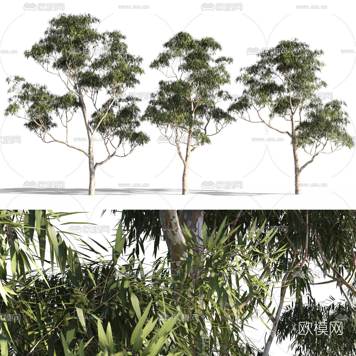 现代景观树3d模型