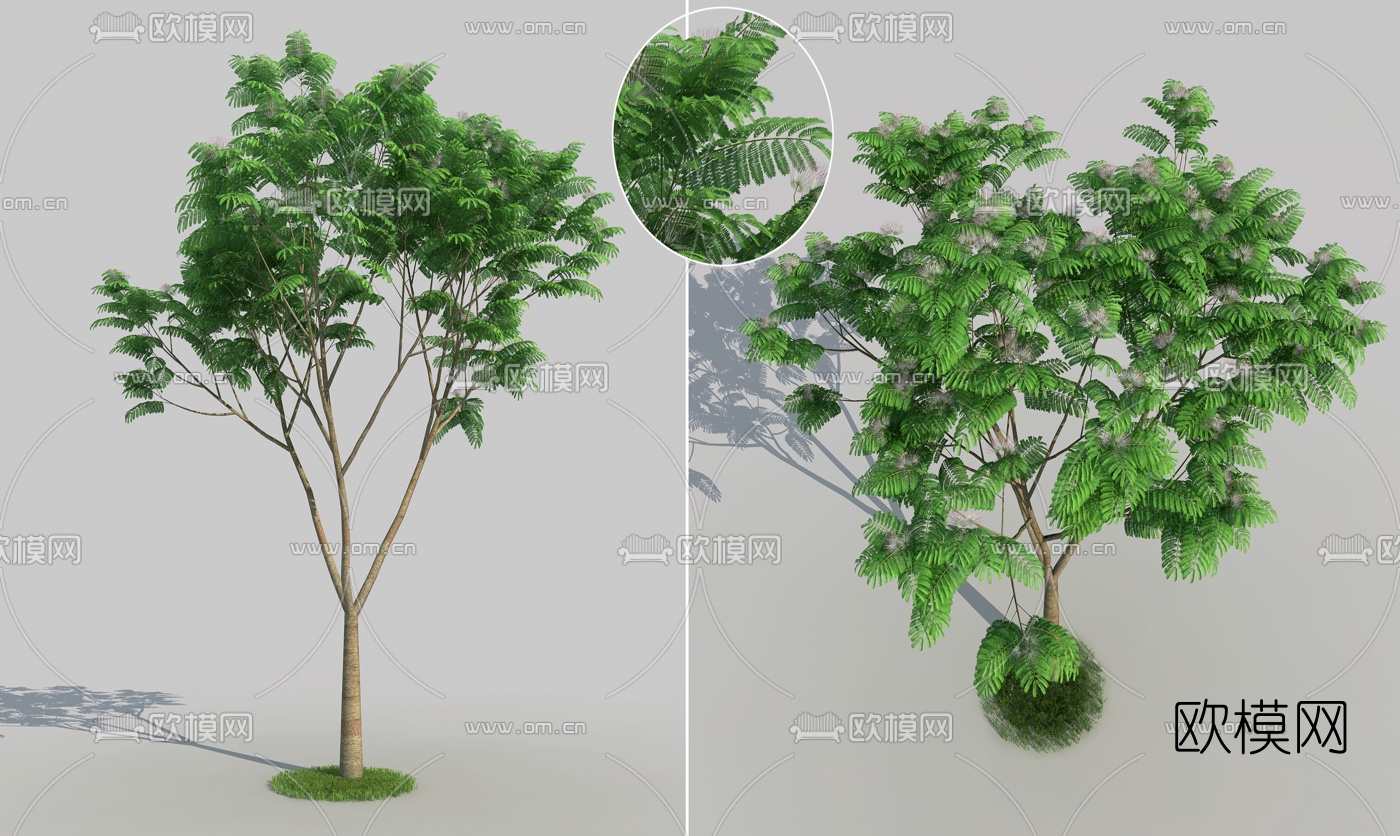 现代合欢景观树3d模型下载