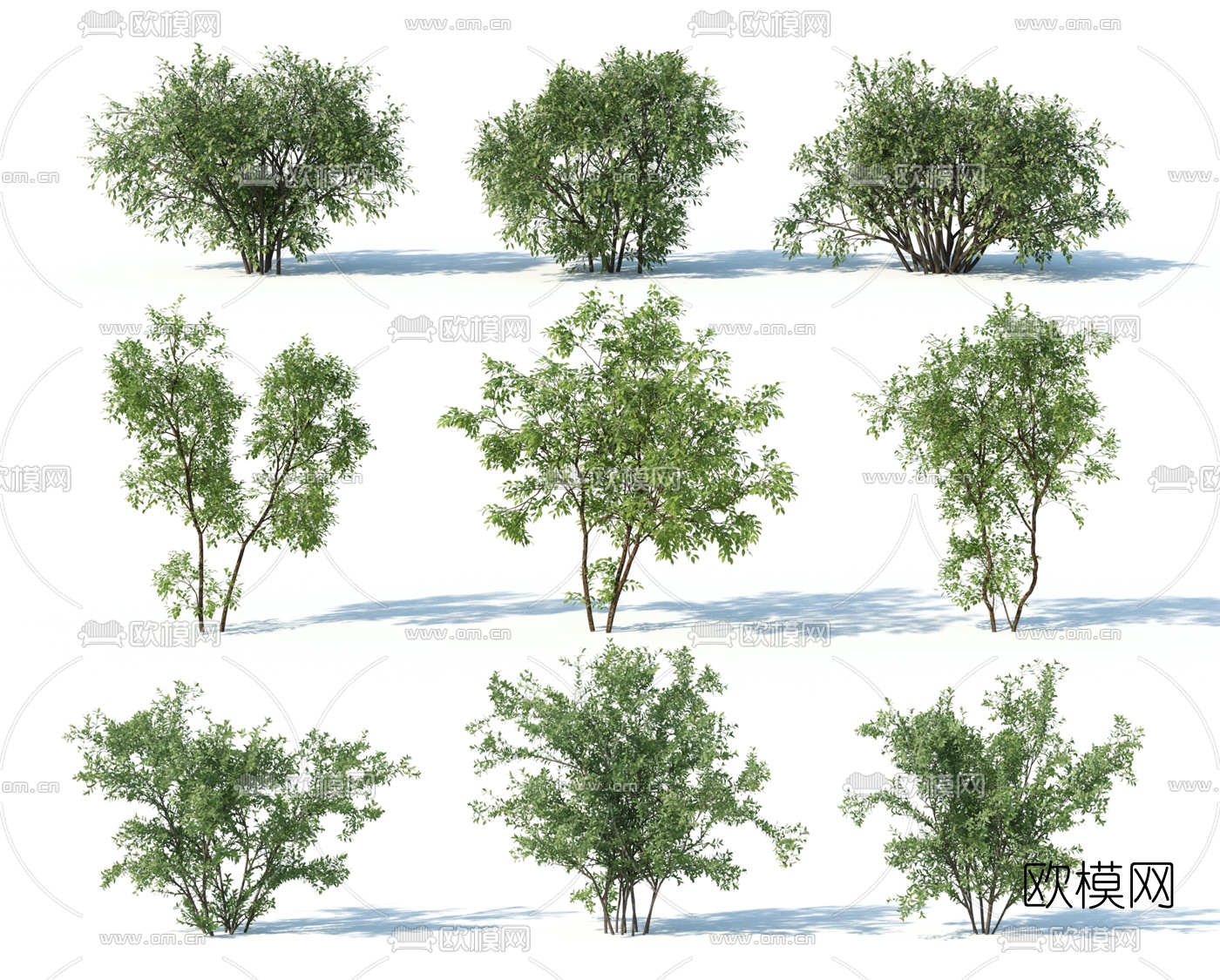 现代灌木3d模型