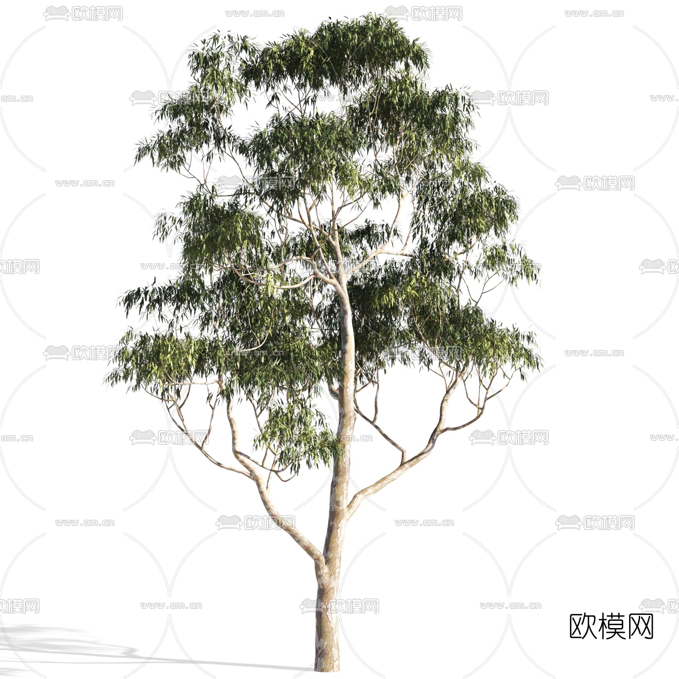 现代景观树3d模型