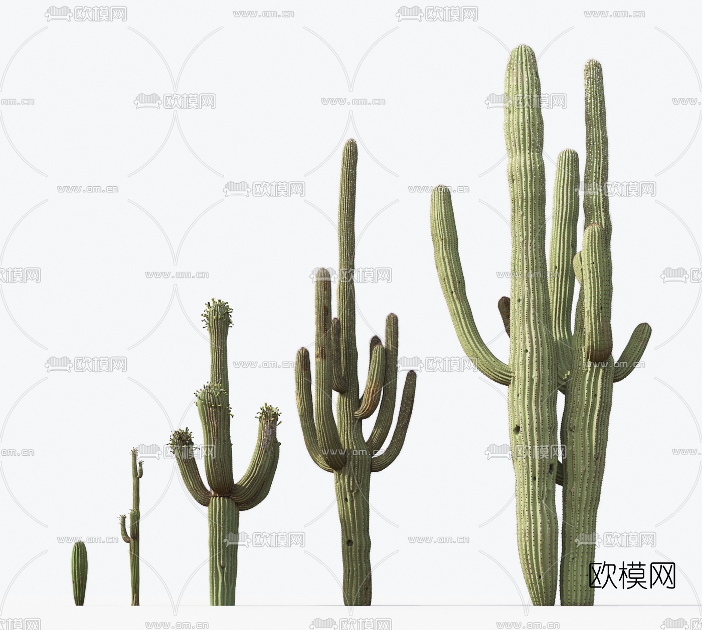 现代植物仙人掌3d模型下载