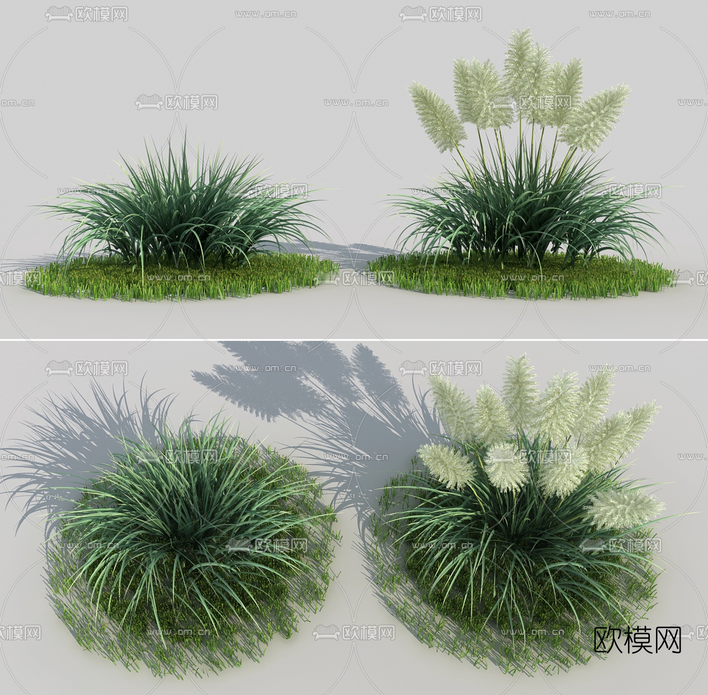 现代芦苇植物灌木3d模型下载