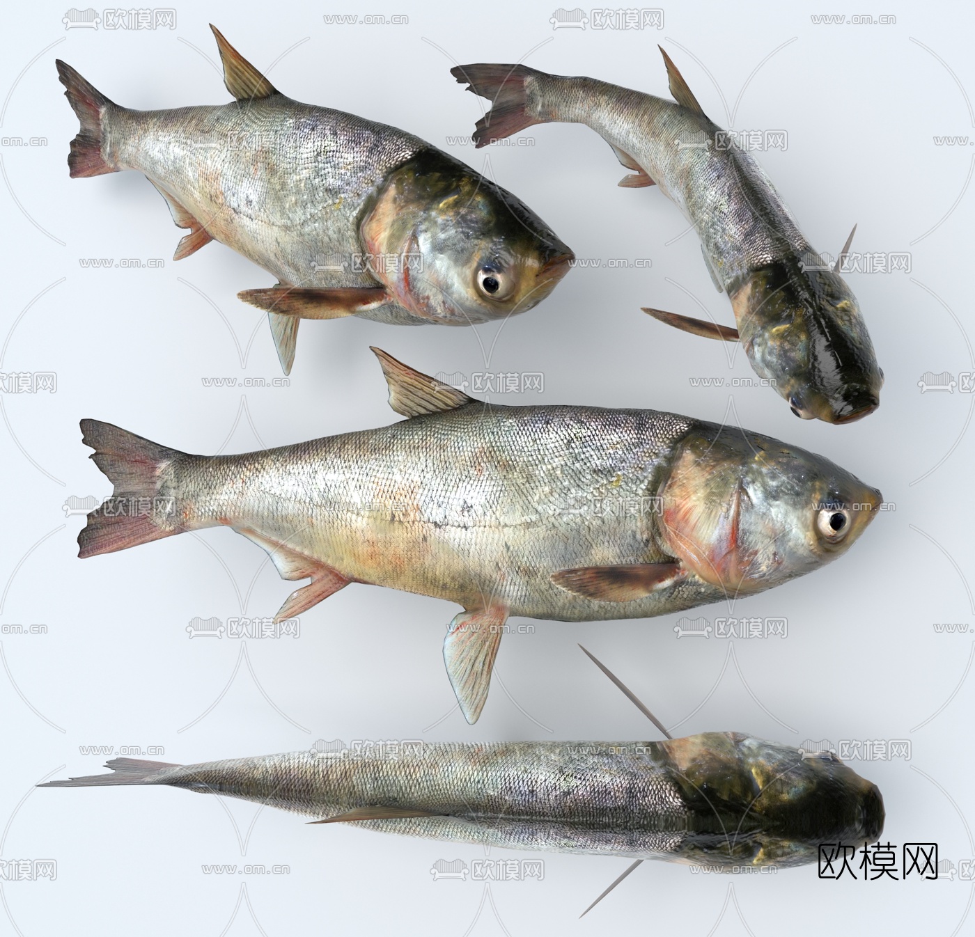 现代胖头鱼3d模型下载