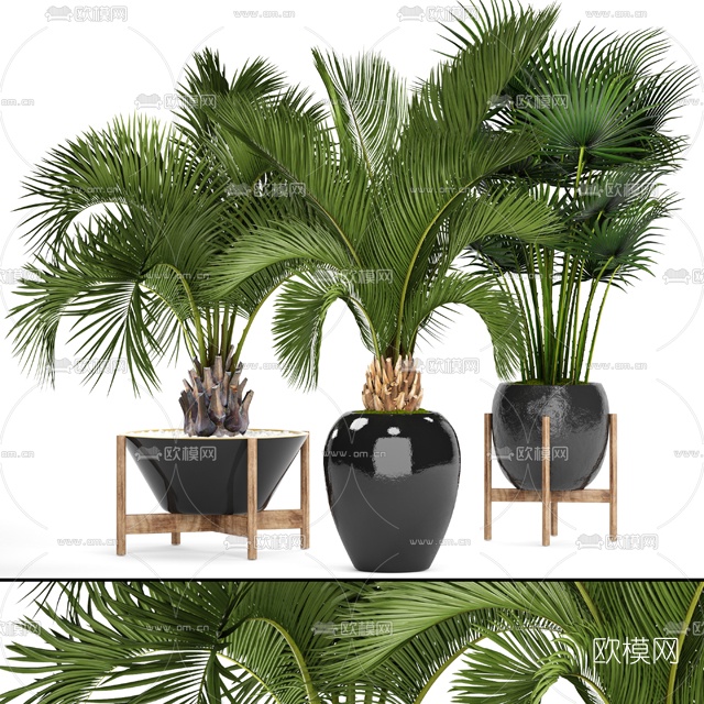现代植物棕榈盆栽3D模型下载_ID10612105_3dmax免费模型-欧模网