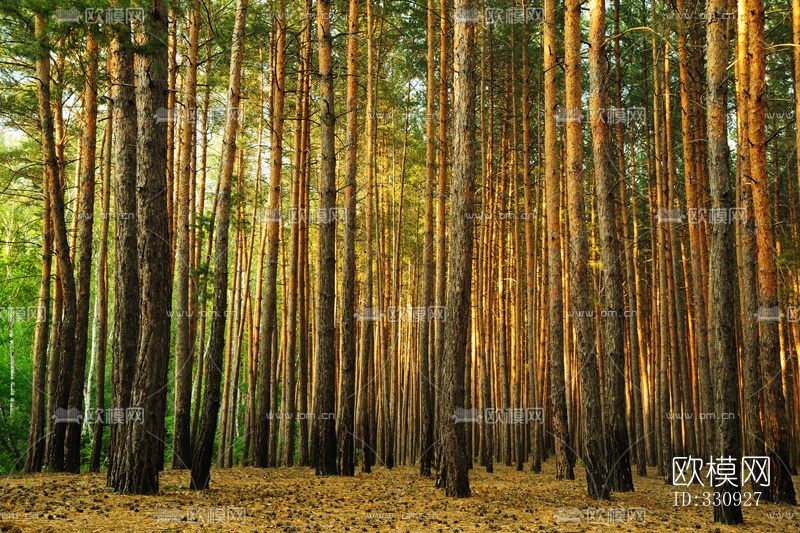 深林下载（渲染图3）