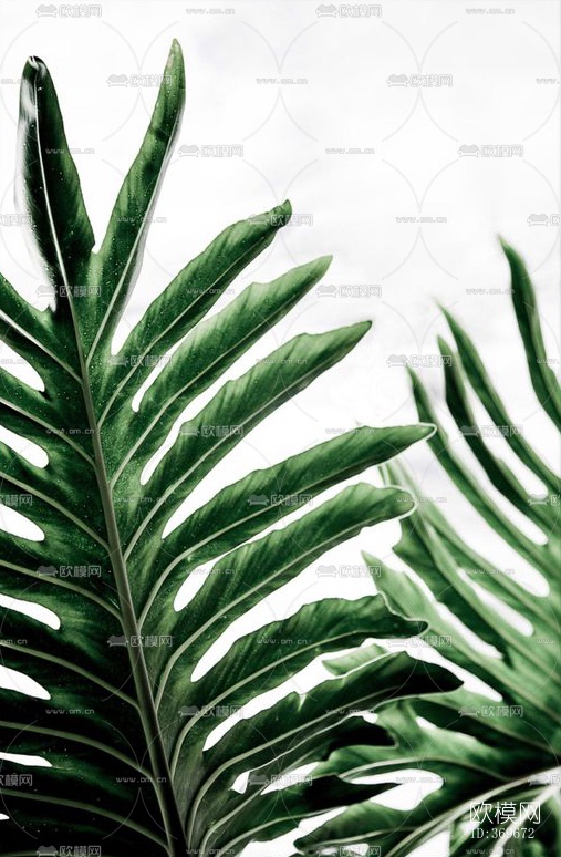 植物装饰画