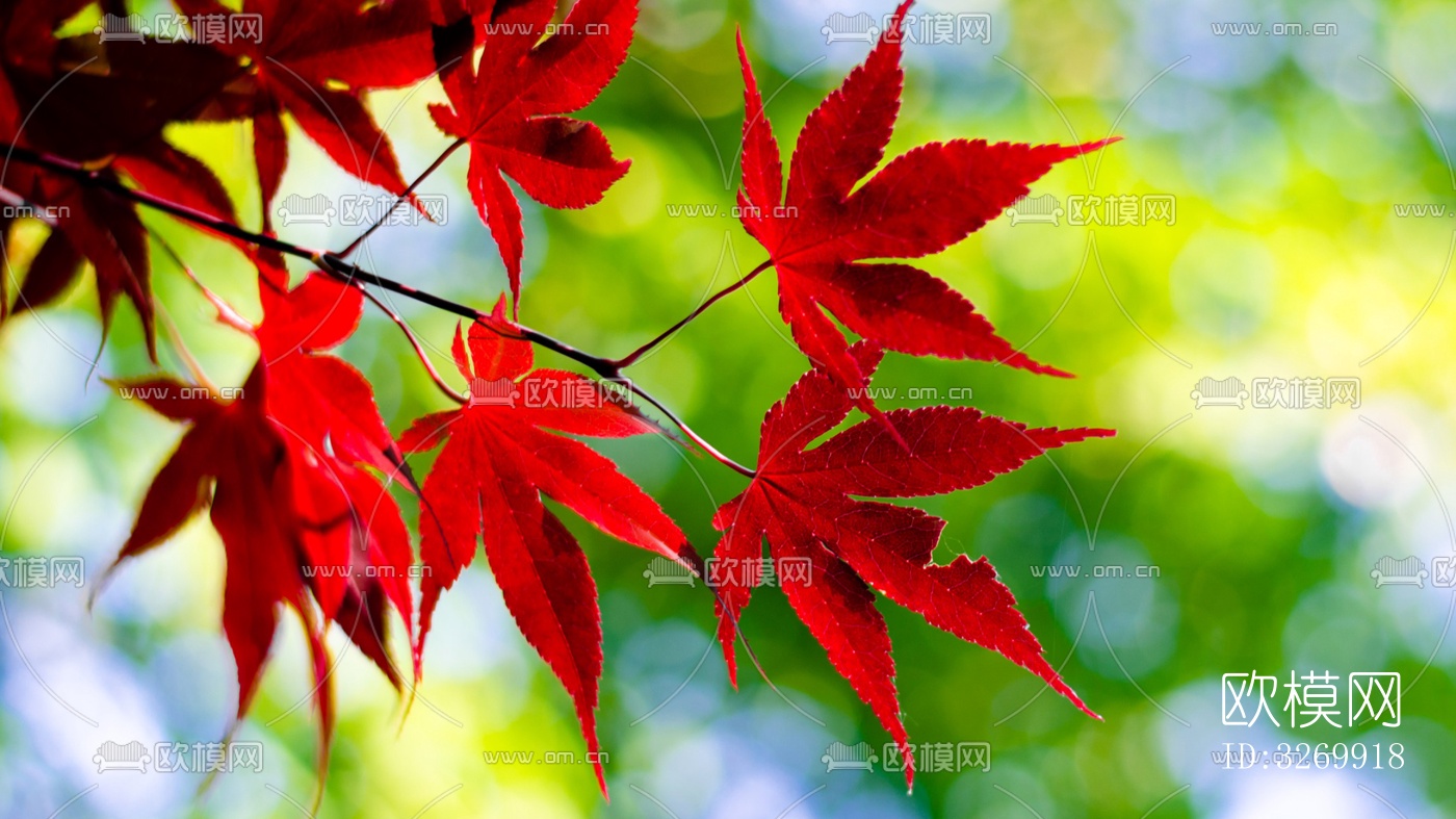 绿色背景壁纸下载