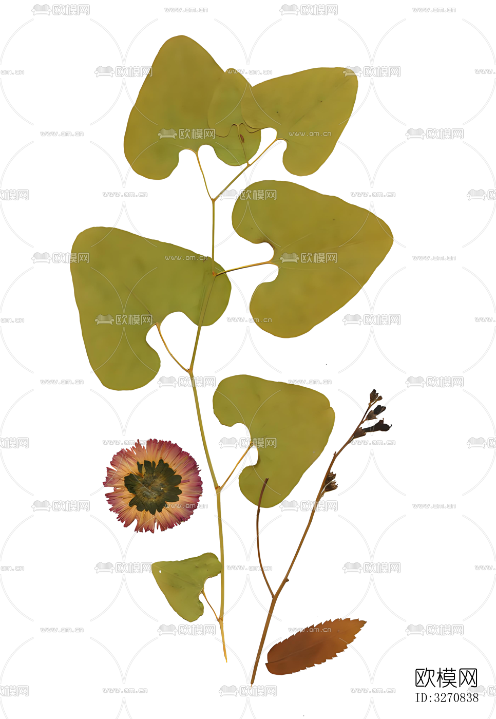 植物 树叶 花草标本下载（渲染图3）