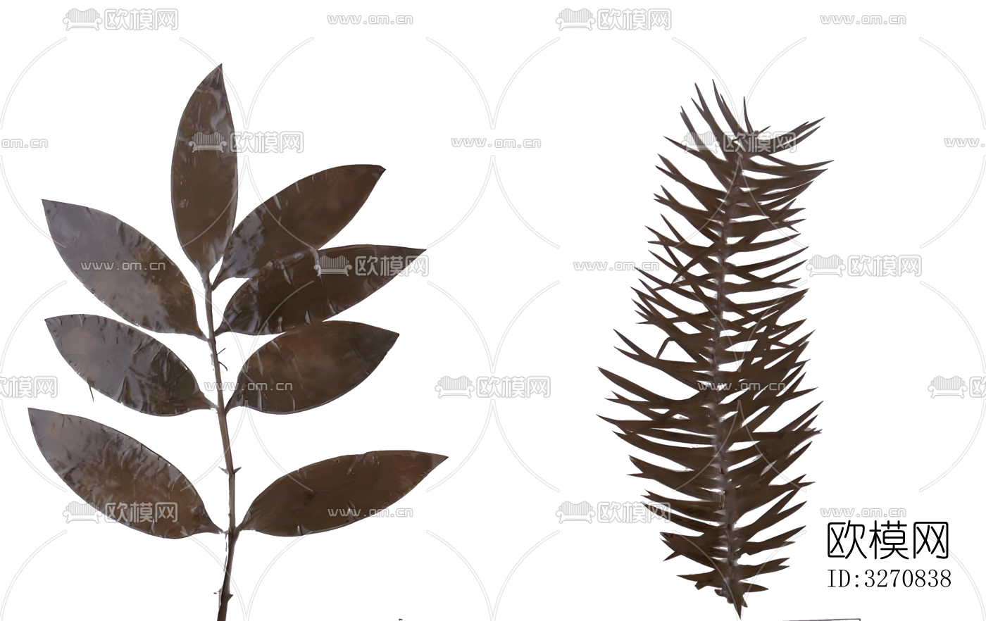 植物 树叶 花草标本下载（渲染图4）